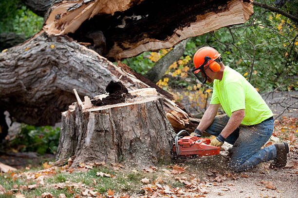 Reliable Newburyport, MA Tree Service Solutions